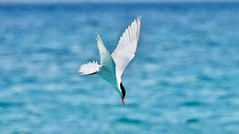 紅燕鷗〔粉紅燕鷗〕 (Sterna dougallii#Roseate Tern) by Lin Sun-Fong is licensed under CC BY-SA 2.0.
